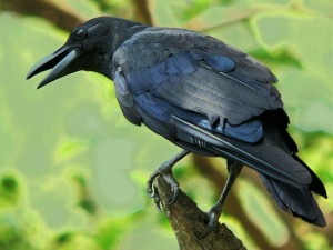 crow