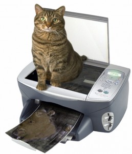 copy cat