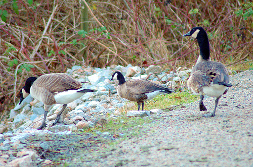 birds of a feather flock together in social media