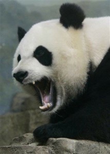 Yep, that Panda sure is angry