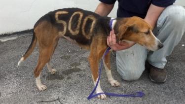 Rescue Group Offers Reward: Was 'Lucky 500' The Dog Part of Cruel Hunting Game?
