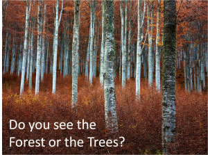 Do You See the Forest or the Trees?