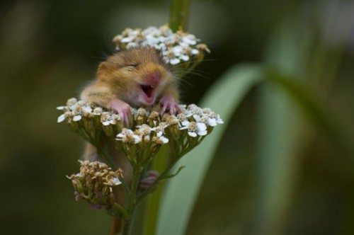 joyful rodent Pictures, Images and Photos