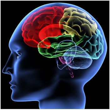 Brain