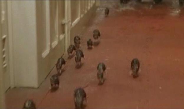 Rats