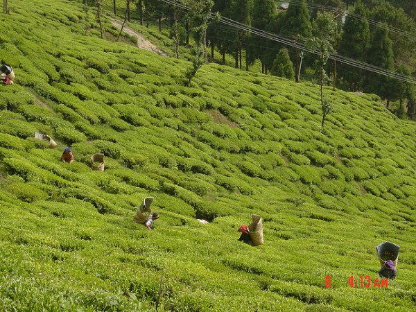 Darjeeling