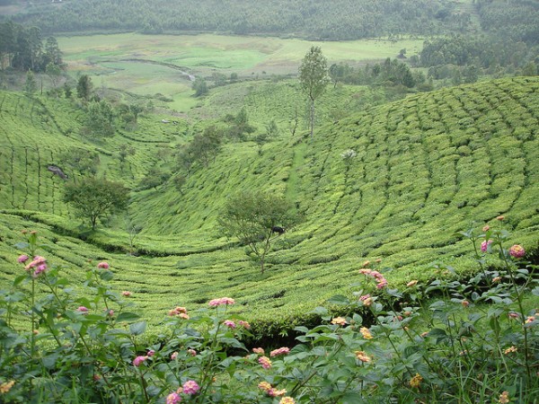 Munnar Kerala
