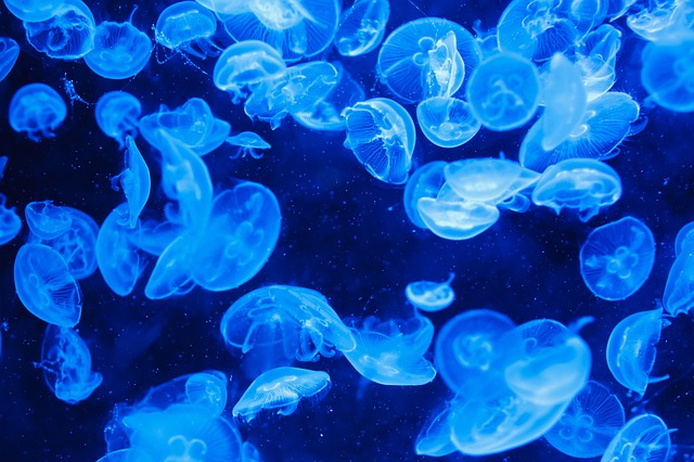 Duplicate blue, Australian jellyfish