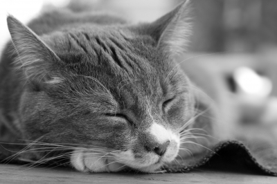 In your dreams, my friend.