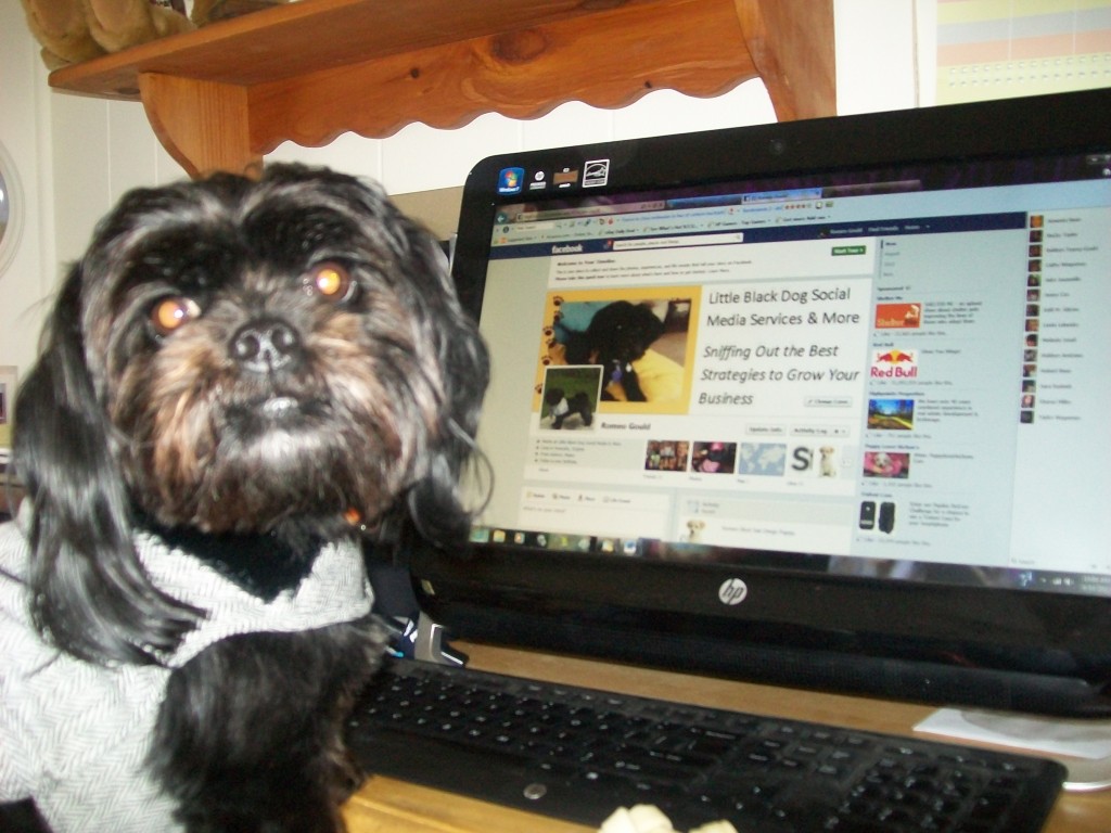 Romeo, little black dog social media, likes Facebook's new ads