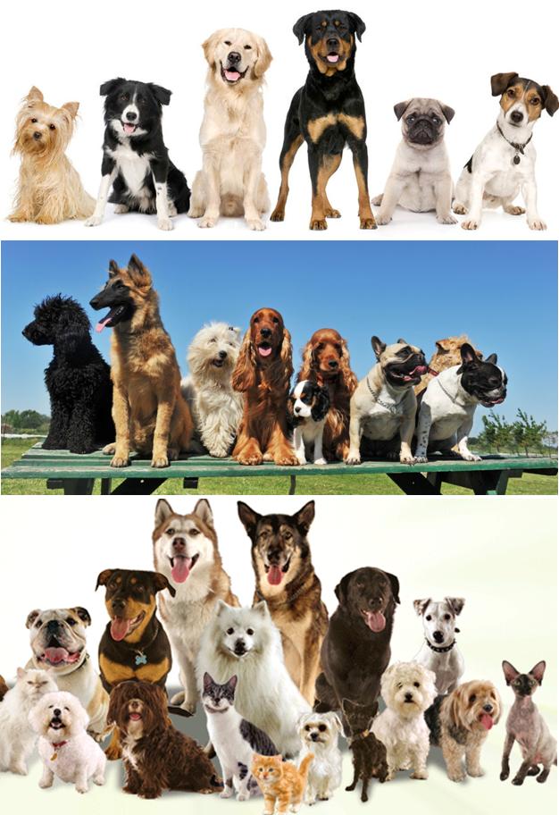 Romeo, little black dog social media, business customer segmentation