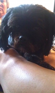 Romeo, the Little Black Dog, is always listening to the world around him and thinking about how to make the most of every opportunity.. 