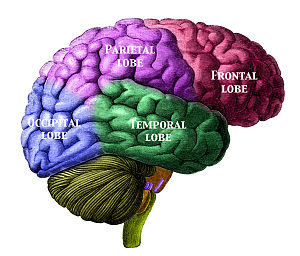English: Brain viewed from the right side show...