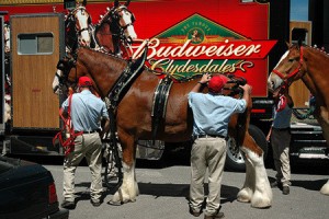 Budweiser Clydesdales Ad