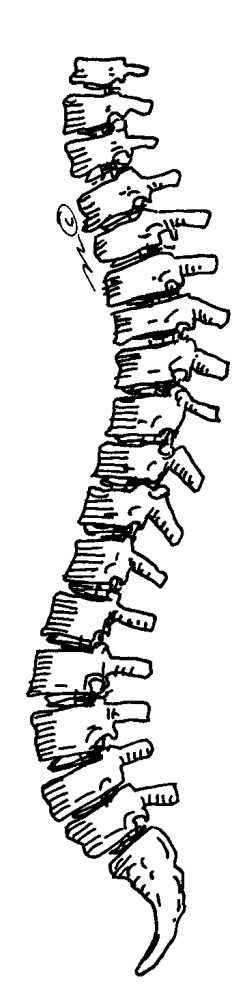 backbone-pn