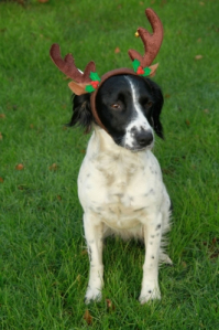 Dog: Being a reindeer has nothing to do with me!