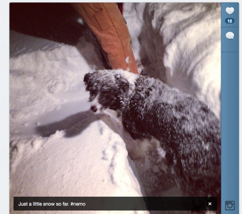 Instagram of my snowy dog