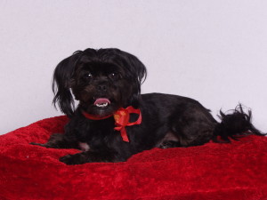 Romeo, little black dog social media & more