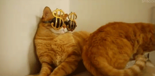 Cat Dollar Signs