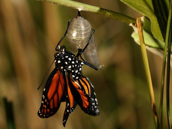 monarch-butterfly-emerges_24313_600x450