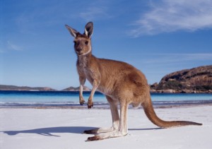 Australia kangaroo beach