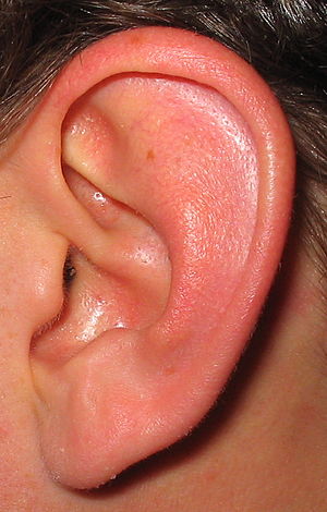 English: A left human ear. 