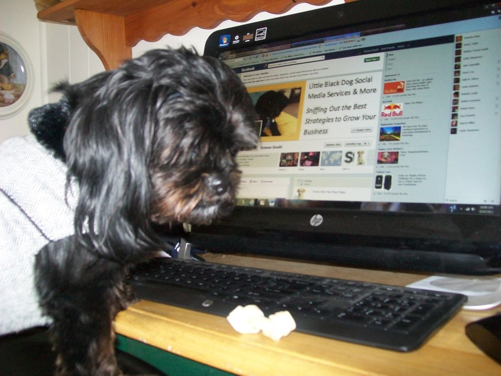 little black dog social media