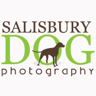 White background logo design Salisbury dog