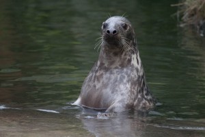 confused Seal