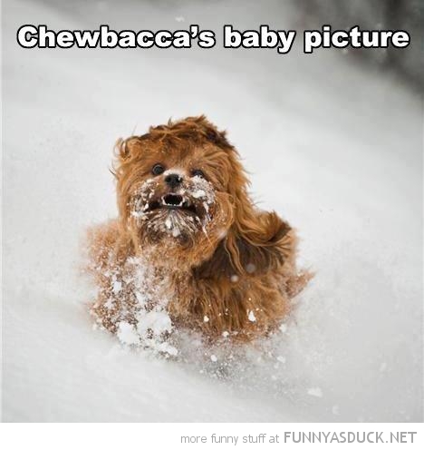 funny-dog-running-snow-chewbaccas-baby-star-wars-pics