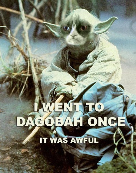 9 Reasons Why Grumpy Cat Would Be a Great Addition to Star Wars