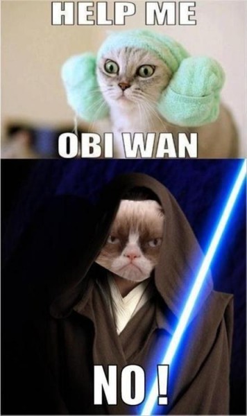 9 Reasons Why Grumpy Cat Would Be a Great Addition to Star Wars