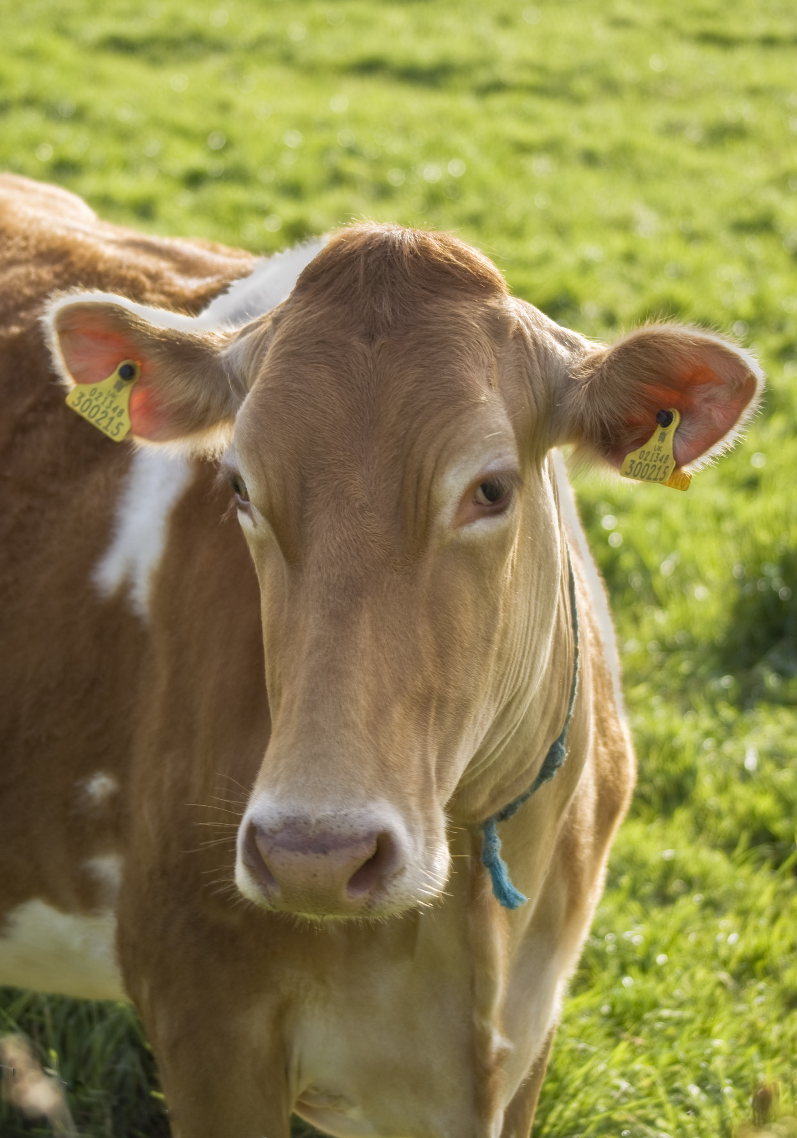 Branding, It's Not Just For Cows, But For Law Firms and Lawyers, Too