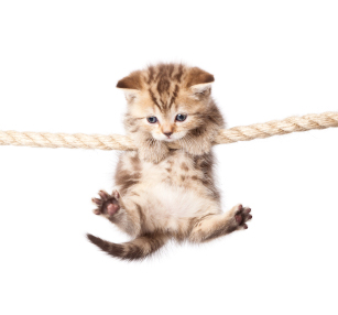 iStock kitten on rope CROPPED 000016156731XSmall