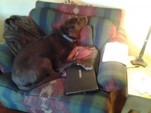 Why Would a Chocolate Lab Eat a Baby Chipmunk, and Other Important Blogging Insights