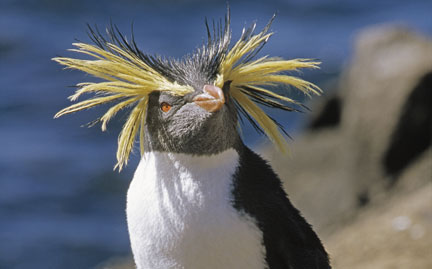 penguin