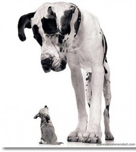 Big vs small