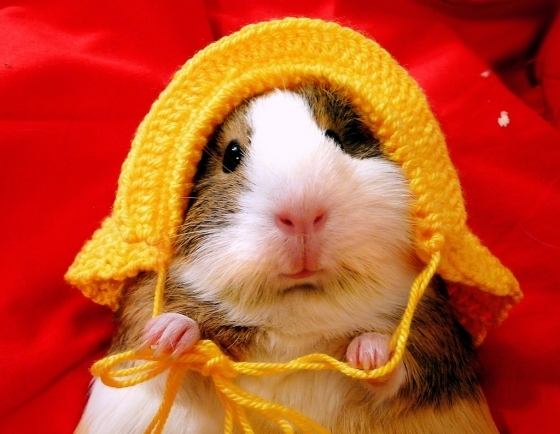 guinea pig hat 1