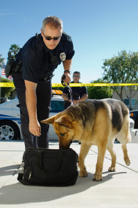 Police Dog Sniffing Bag