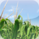 Logo of Nitrogen Application Calculator for iPhone/iPad