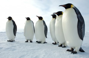 Six_Emperor_Penguins