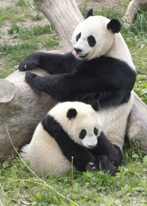giant_pandas