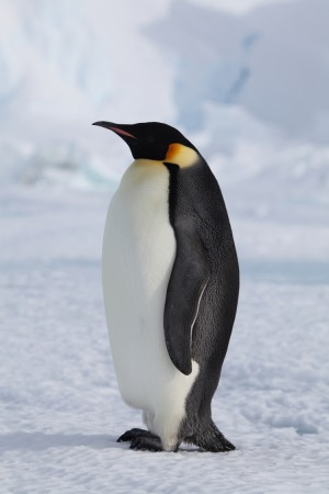 penguinCloseup