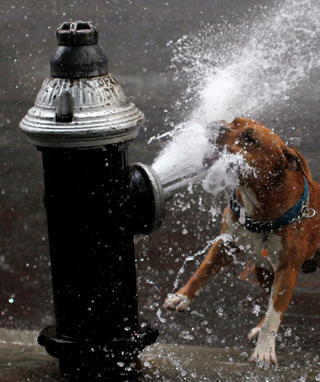 drinking-from-firehose