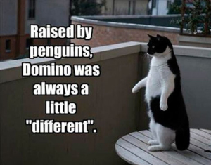Image credits: veryfunnypics.eu