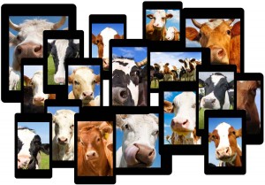 Cows on screens