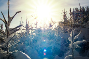 Sunburst in snowy Spruce Forest