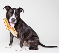dog with bow tie