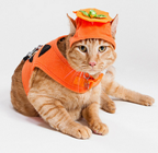 cat in orange costume