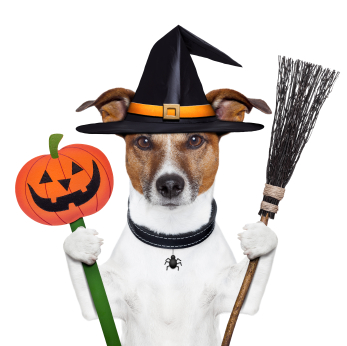 Halloween dog